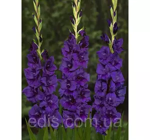 Гладіолус Purple Flora 3 шт./уп., великоквітковий