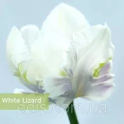 Тюльпан папуговий White Lizard 3 цибулинки