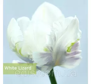 Тюльпан папуговий White Lizard 3 цибулинки