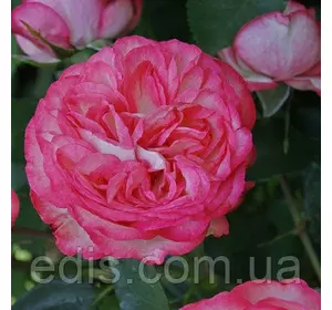 Троянда в'юнка англійська Pink Ice (Рожевий Лід)