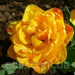 Тюльпан багатоквітковий махровий пізній Double Beauty of Apeldoorn (Дабл Б'юті оф Апельдорн), 3 цибулини