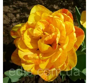 Тюльпан багатоквітковий махровий пізній Double Beauty of Apeldoorn (Дабл Б'юті оф Апельдорн), 3 цибулини