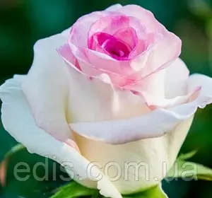 Троянда Дольче Віта нова (Dolce Vita new) чайно-гібридна
