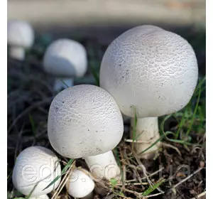 Міцелій грибів Печериця двоспорова, 50 г, Яскрава
