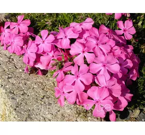 Флокс шилоподібний McDaniel’s Cushion (Макданиелс Кашн) малиново-рожевий великоквітковий