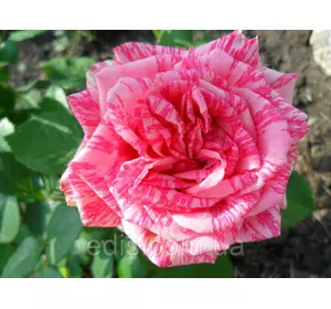 Троянда Пінк Интуишин (Pink Intuition) чайно-гібридна