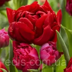 Тюльпан махровий багатоквітковий Robinho (Робіньо) 3 цибулинки