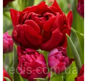 Тюльпан махровий багатоквітковий Robinho (Робіньо) 3 цибулинки