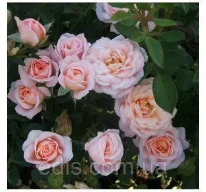 Троянда Спрей Клементіна, мілкоквіткова, мультифлора