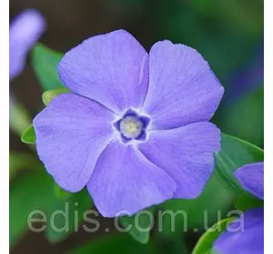 Барвінок малий гібридний La Grave (Ла Ґрейв) блакитні квітки