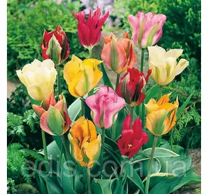 Тюльпан зеленоквітковий (вірідіфлора) суміш 9 цибулинки