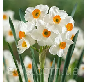Нарцис багатоквітковий Geranium (Гераніум) 2 цибулини
