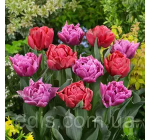 Набір цибулин квітів Маргарита 7 цибулин тюльпанів
