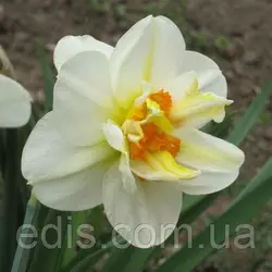 Нарцис Корончатий з махровою короною Flower Drift (Флауэ Дріфт) 2 цибулини