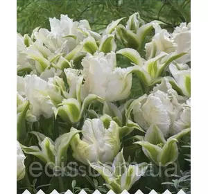 Набір цибулин квітів Білий Нефрит (тюльпани попугайные і виридифлора) 7 цибулин