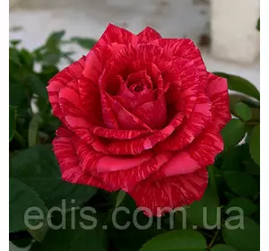 Троянда Ред Інтуішн (Red Intuition) чайно-гібрідна