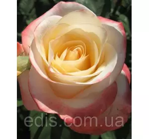Троянда Белла Перла (Belle Perle) чайно-гібридна
