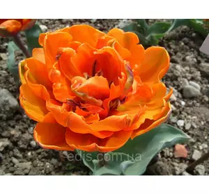 Тюльпан махровий ранній Orange Princess 3 цибулинки