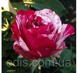 Троянда Сатина (Satina) англійська флорібунда