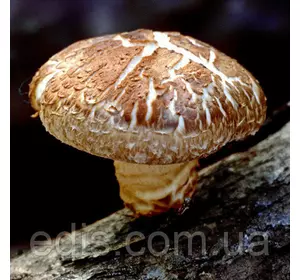 Шиітаке Імператорський 50 г (міцелій грибів)