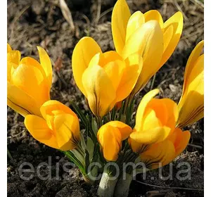 Крокус Великоквітковий Yellow 5 цибулин