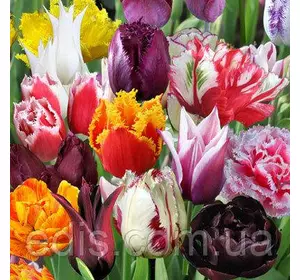 Колекція тюльпанів різних видів 25 сортів, 25 цибулин