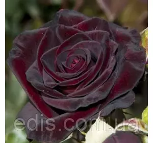 Троянда в'юнка Чорна Королева (Black Queen)