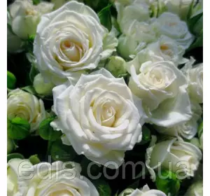 Троянда спрей Вайт Леді (White Lady)