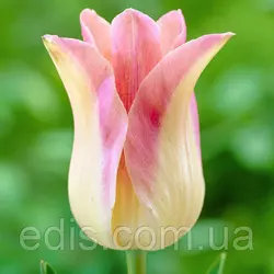 Тюльпан лілієвидний Elegant Lady (Елегант Леді) 3 цибулинки