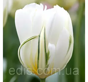Тюльпан вірідіфлора White Valley (Вайт Велі) 3 цибулинки