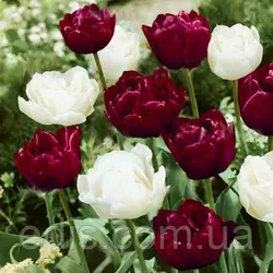Набір цибулин квітів Пасодобль 7 цибулин тюльпанів