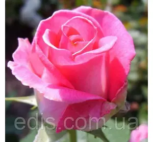 Троянда Ранок Парижа (Utro Parisa) чайно-гібридна