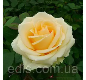 Троянда Піч Аваланж (Peach Avalanche) чайно-гібридна