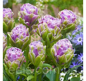 Тюльпан махровий Violet Pranaa (Вайолет Прана) 3 цибулинки