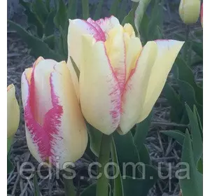 Тюльпан Мультифлора Rosy Bouquet 3 цибулинки