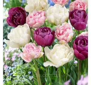 Арт-набір Букет Нареченої, 7 цибулин тюльпанів