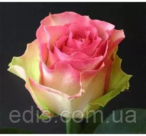 Троянда Малібу(Maliby) чайно-гібридна