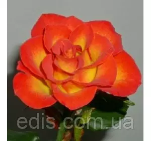 Троянда поліантова Rumba (Румба) патіо