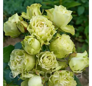 Роза спрей Лувиана (Luviana)