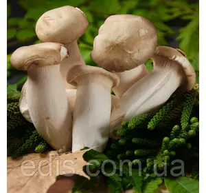 Глива Королевська (Ерінгі) 50 г (міцелій грибів)
