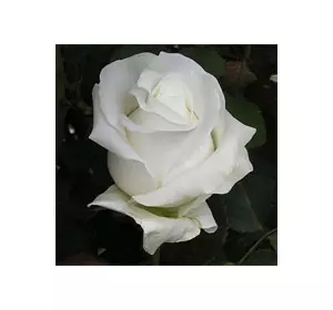 Троянда Анастасия ( Anastasia ) чайно-гібрідна