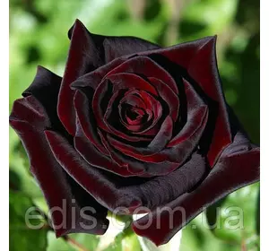 Троянда Блек Баккара (Black Baccara) чайно-гібридна