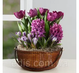 Набір цибулин квітів Корнелія 11 цибулин (тюльпани, гіацинти, крокуси)