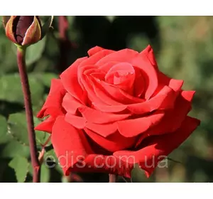 Троянда Ред Берлін(Red Berlin) чайно-гібридна