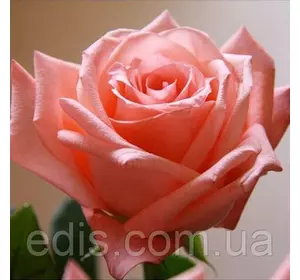 Троянда Дольче Віта (Dolce Vita) чайно-гібридна