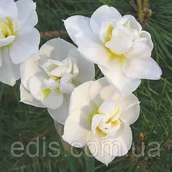 Нарцис багатоквітковий Cherfulness (Чирфулнесс) 1 цибулина