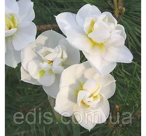 Нарцис багатоквітковий Cherfulness (Чирфулнесс) 1 цибулина