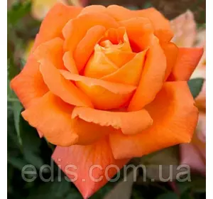 Троянда Луї Де Фюнес (Louis de Funes) чайно-гібридна