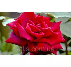Троянда Роял Вільям (Royal William) чайно-гібридна