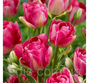Тюльпан махровий багатоквітковий Granda (Гранда) 3 цибулинки